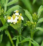 Tagetes minuta