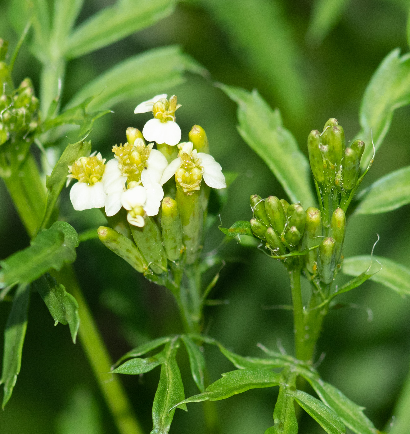 Изображение особи Tagetes minuta.