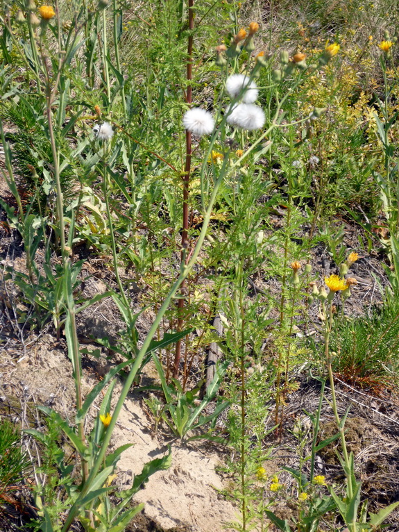 Image of Sonchus arvensis ssp. uliginosus specimen.