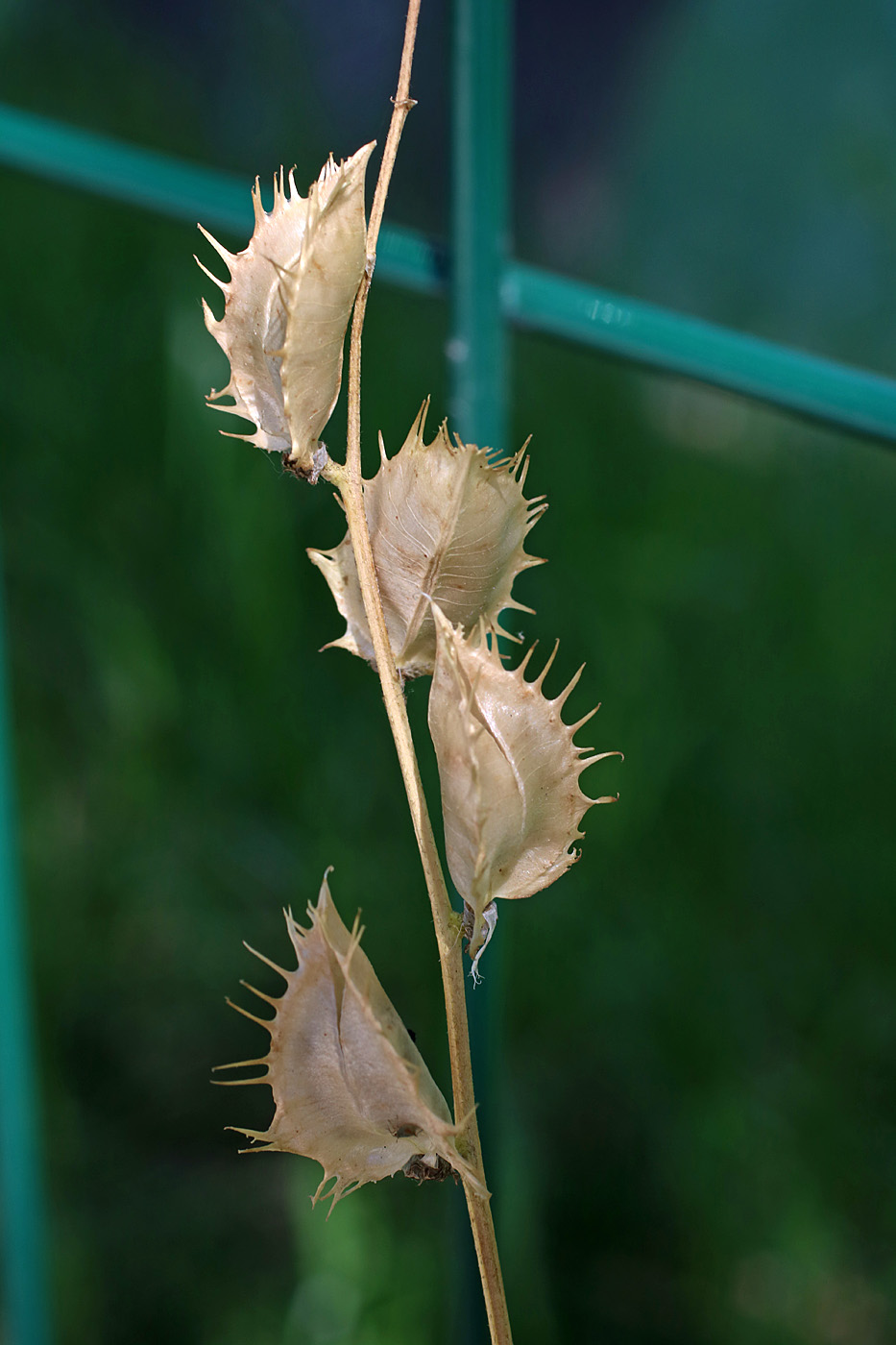 Изображение особи Astragalus schmalhausenii.