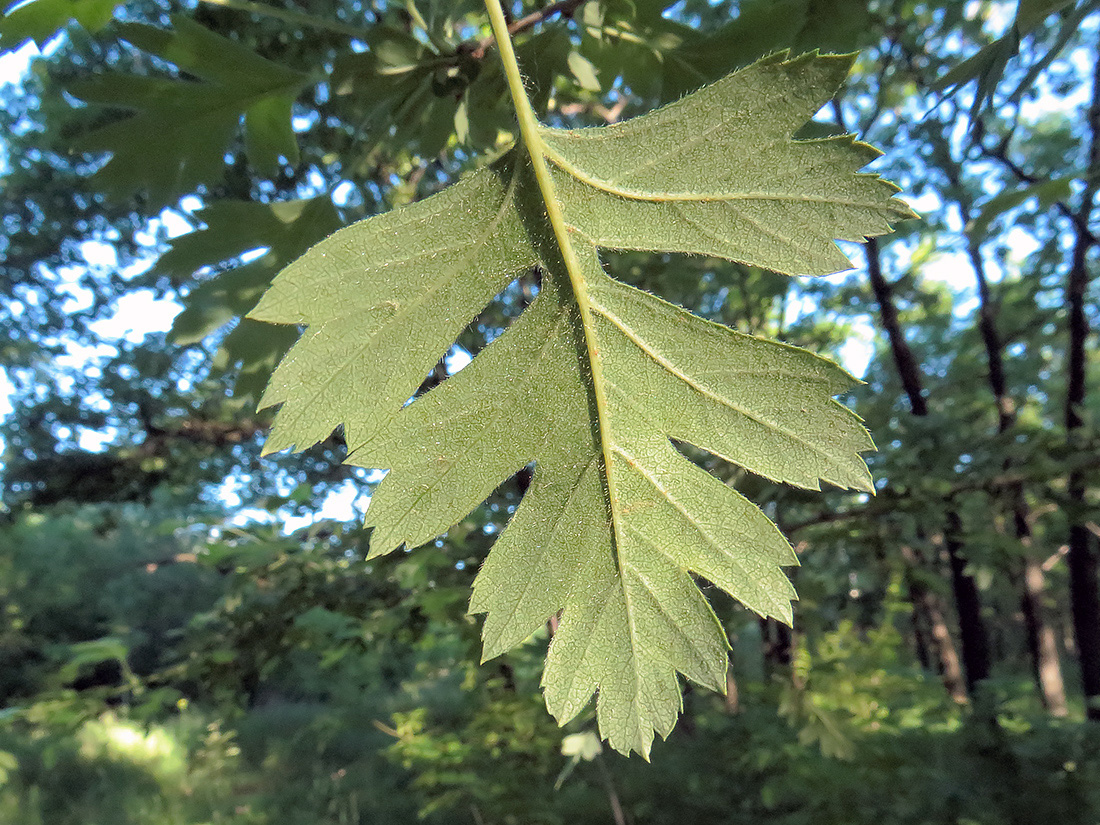 Image of Crataegus ambigua specimen.