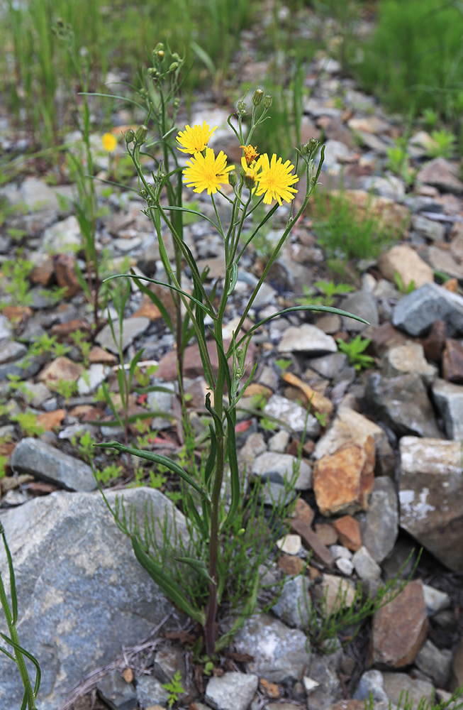 Изображение особи Crepis tectorum.