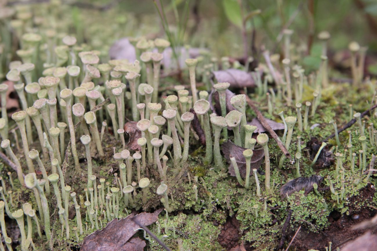 Изображение особи род Cladonia.