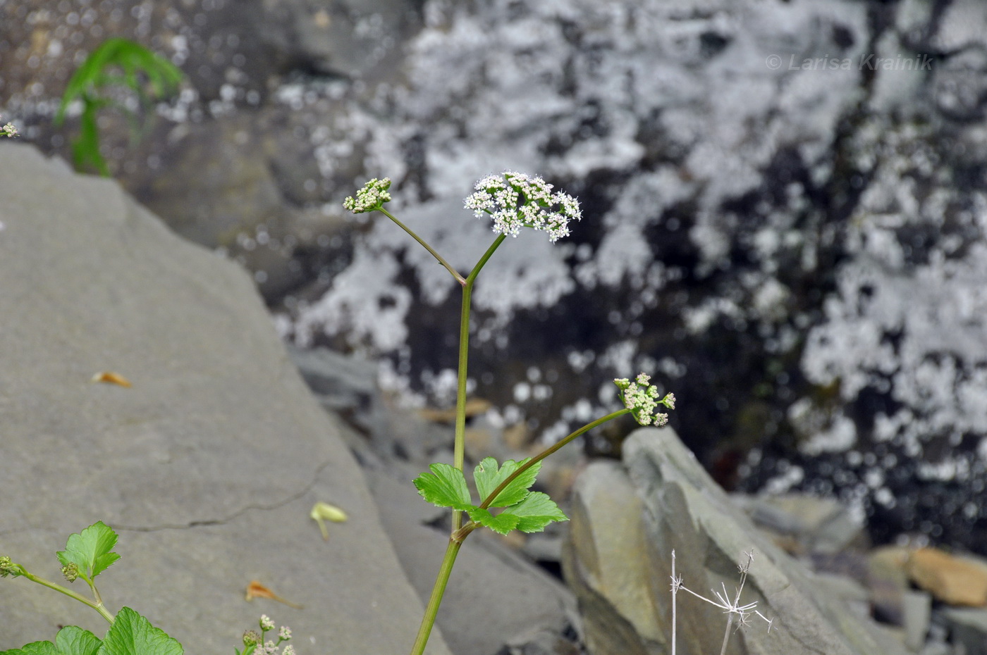 Image of Ligusticum scoticum specimen.