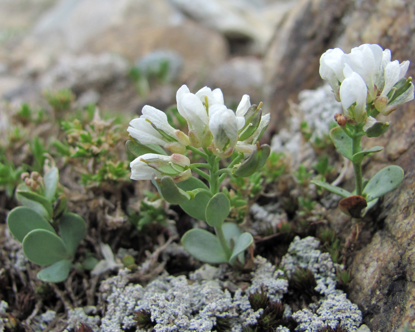 Изображение особи Eunomia rotundifolia.