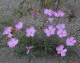 Dianthus repens