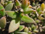 familia Aizoaceae. Верхушка отцветшего побега. Испания, Каталония, провинция Girona, Costa Brava, Blanes, ботанический сад \"Pinya de Rosa\". 27 октября 2008 г.