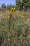 Galatella biflora