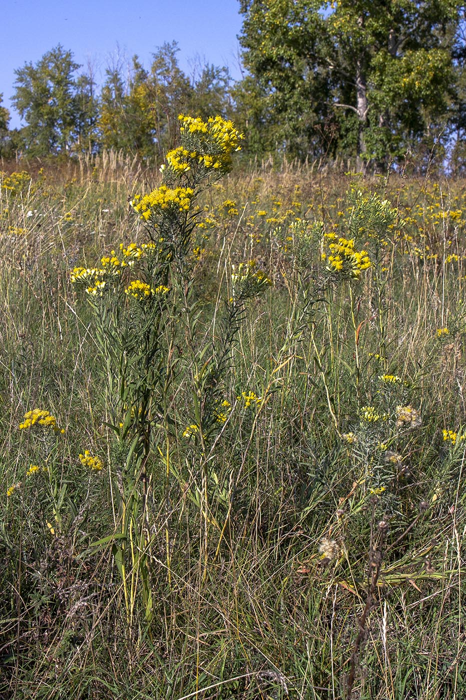 Image of Galatella biflora specimen.