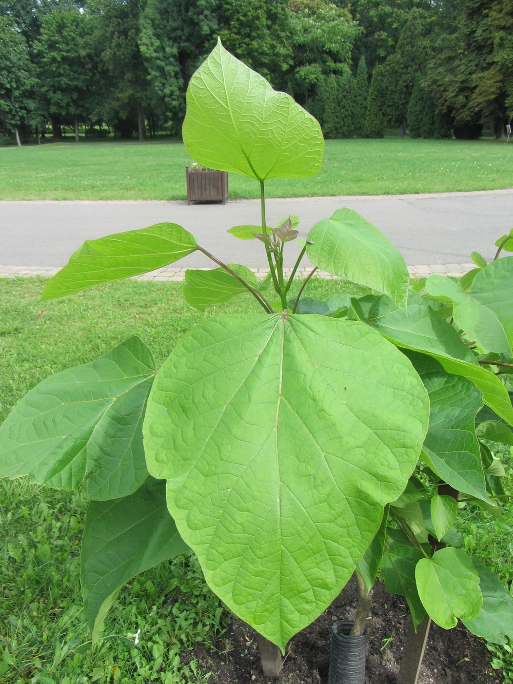 Изображение особи род Catalpa.