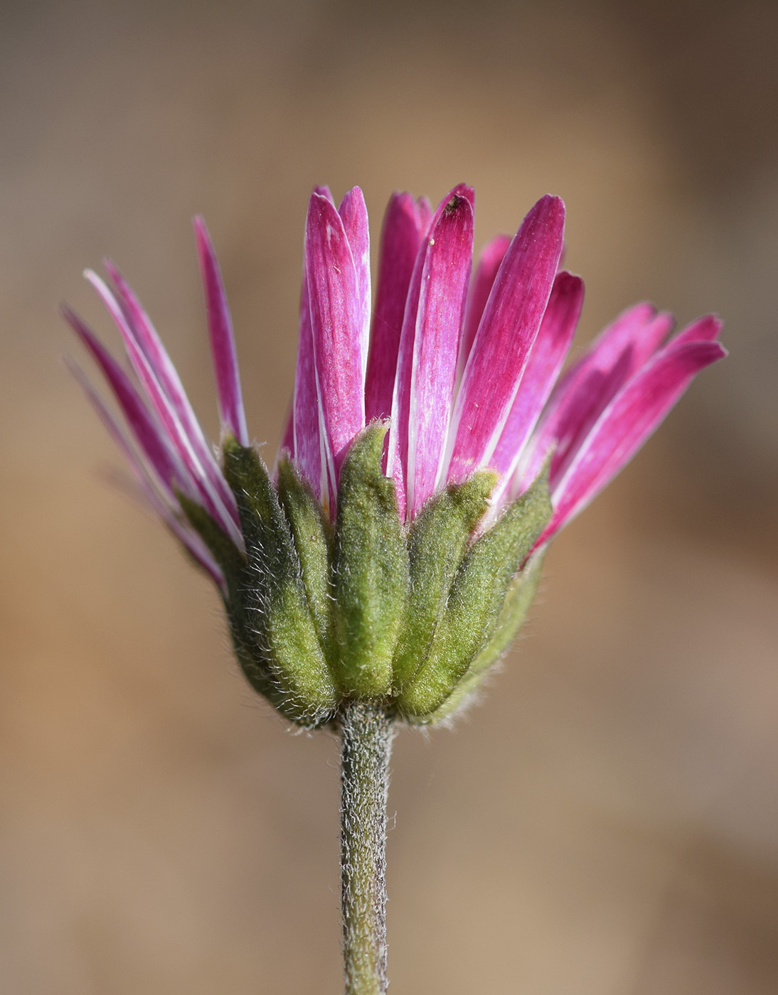 Изображение особи Bellis sylvestris.