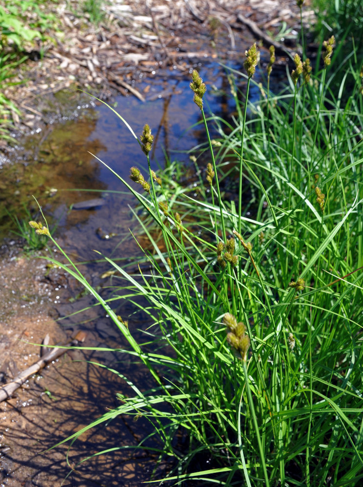 Image of Carex leporina specimen.