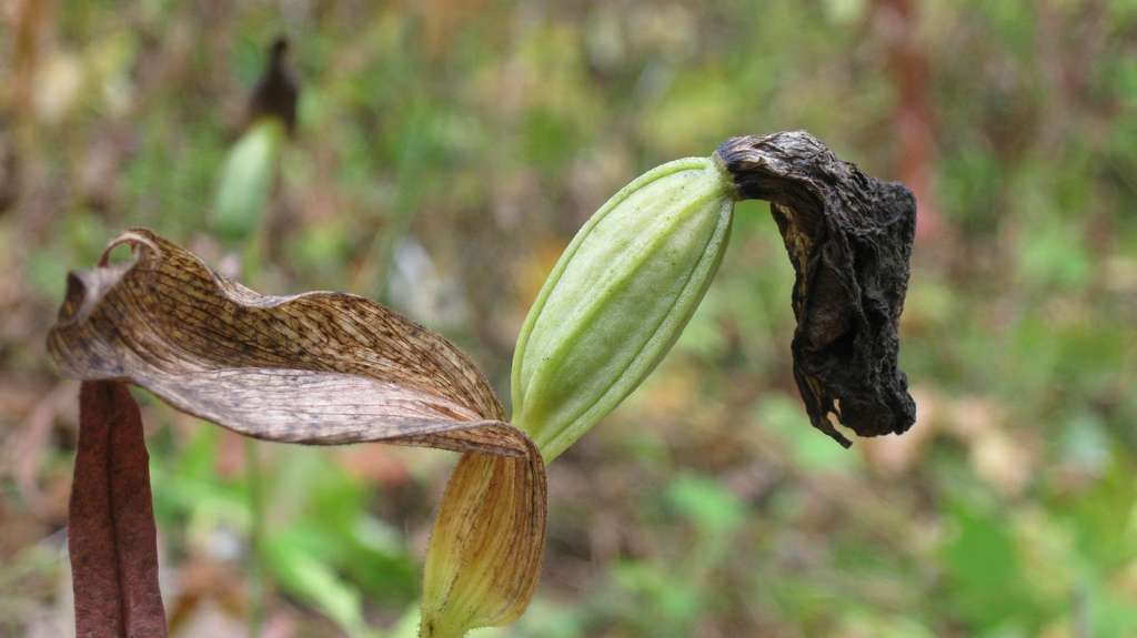 Image of Cypripedium macranthos specimen.