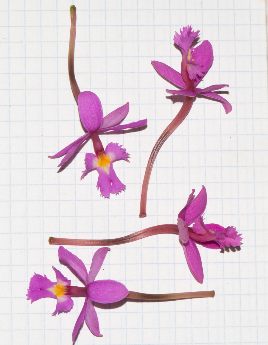Изображение особи род Epidendrum.