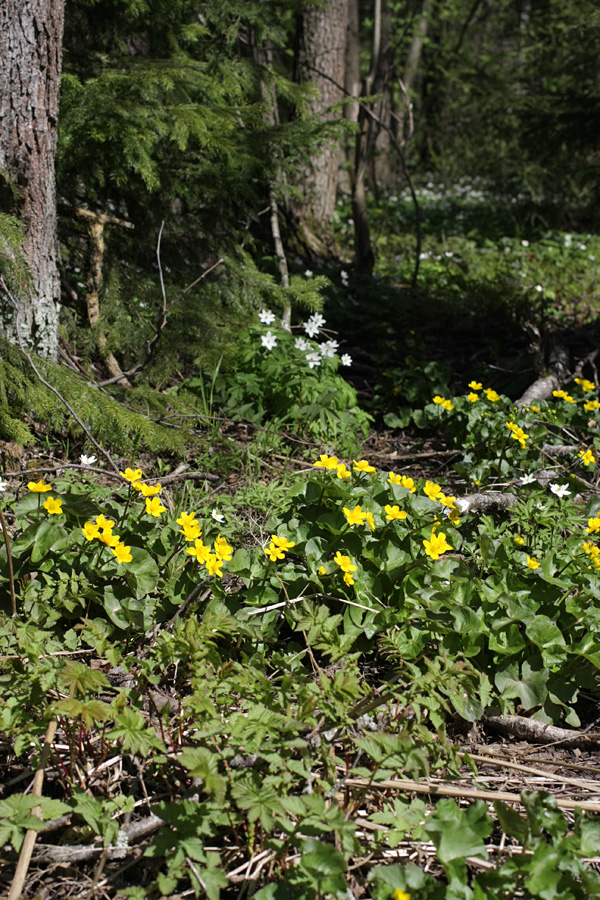 Изображение особи Caltha palustris.