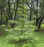 Metasequoia glyptostroboides