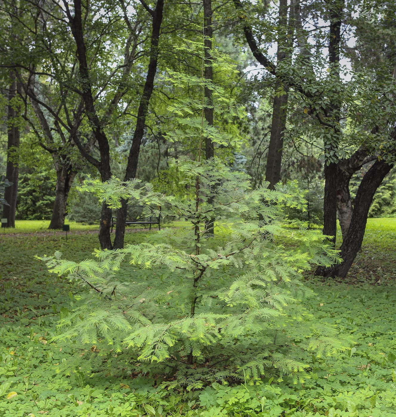 Image of Metasequoia glyptostroboides specimen.