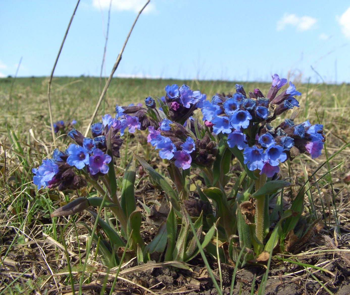 Image of Pulmonaria angustifolia specimen.