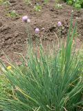 Allium schoenoprasum