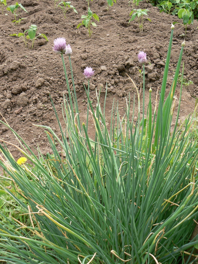 Image of Allium schoenoprasum specimen.