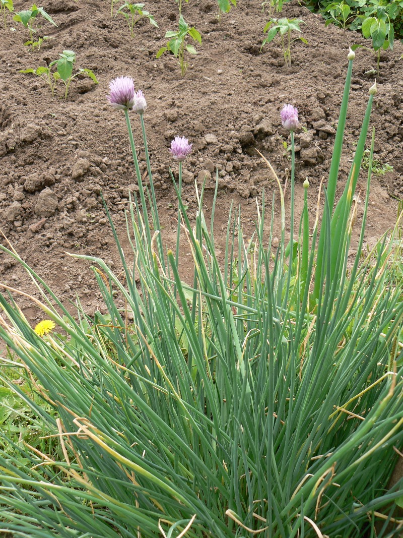 Изображение особи Allium schoenoprasum.