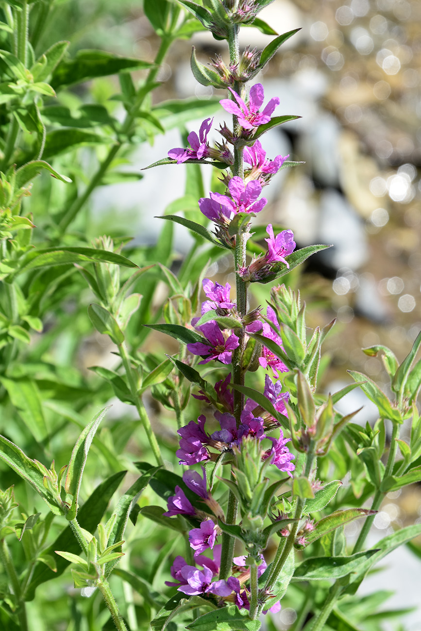 Изображение особи Lythrum tomentosum.