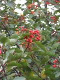 Sorbus tauricola