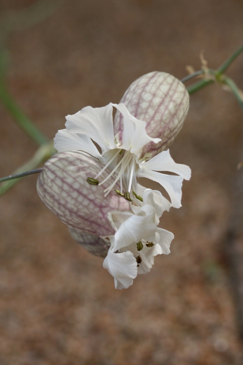 Image of Oberna littoralis specimen.