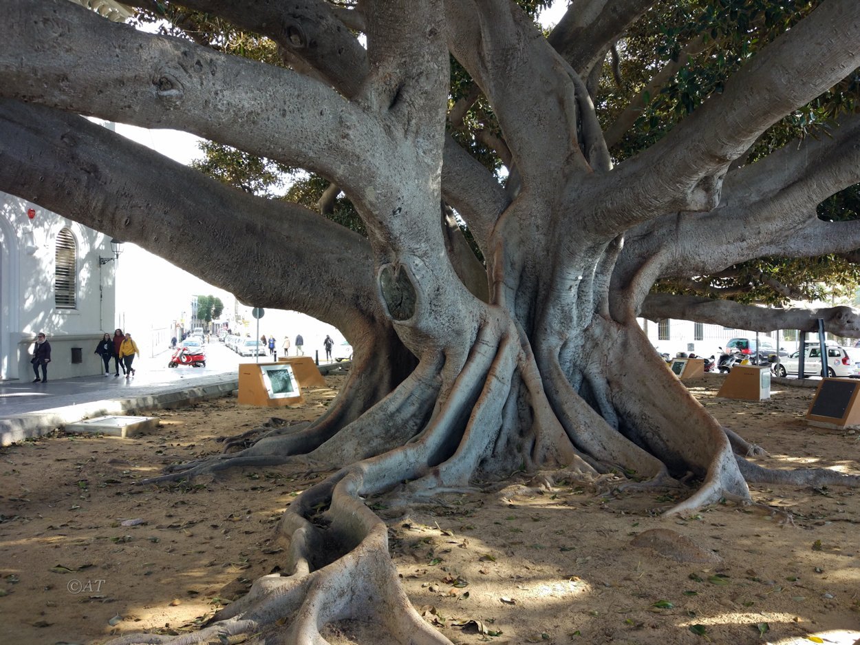 Изображение особи Ficus macrophylla.