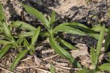 Cirsium arvense