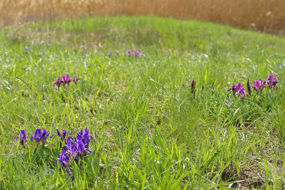 Image of Iris pumila specimen.