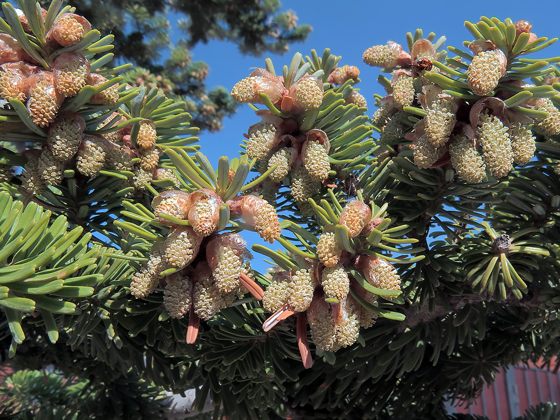 Image of Abies koreana specimen.