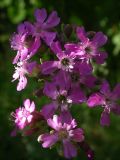 Viscaria vulgaris