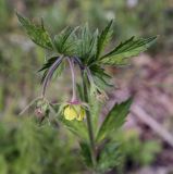 Geum × meinshausenii. Верхушка цветущего побега. Пермский край, г. Пермь, Кировский р-н, мкр. Берёзовая Роща, опушка в мелколистном лесу. 23.05.2021.