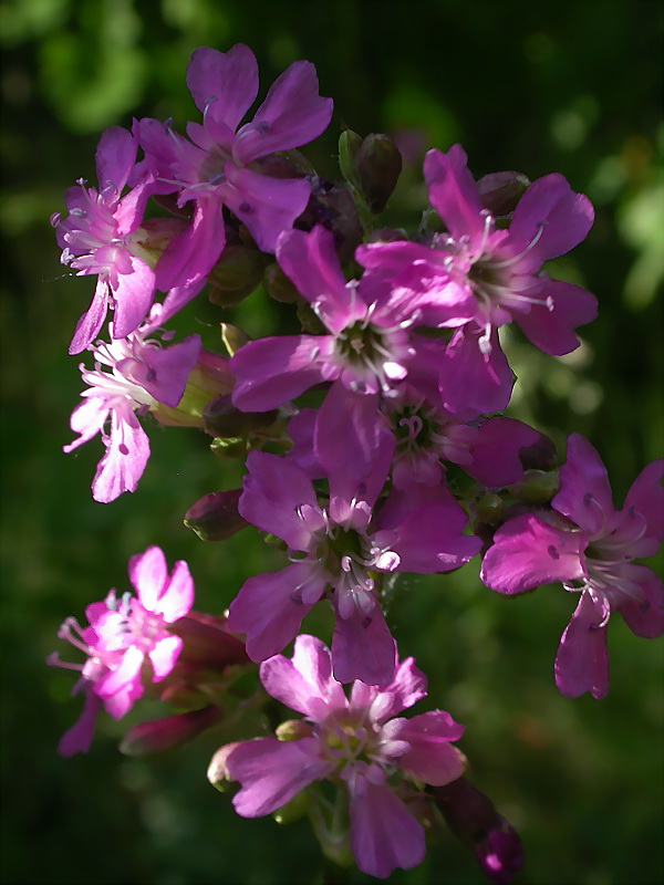 Изображение особи Viscaria vulgaris.