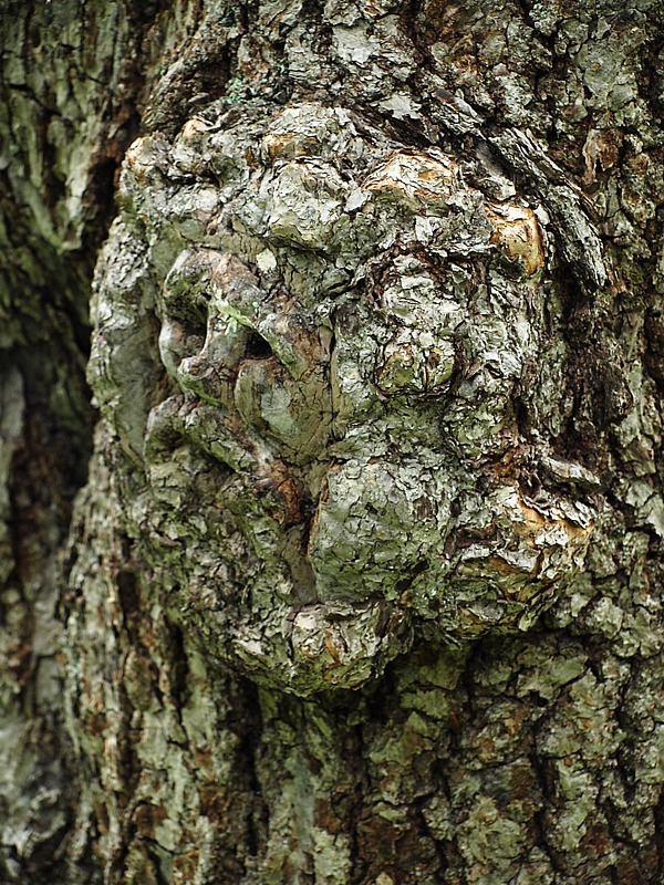 Image of Tilia amurensis specimen.