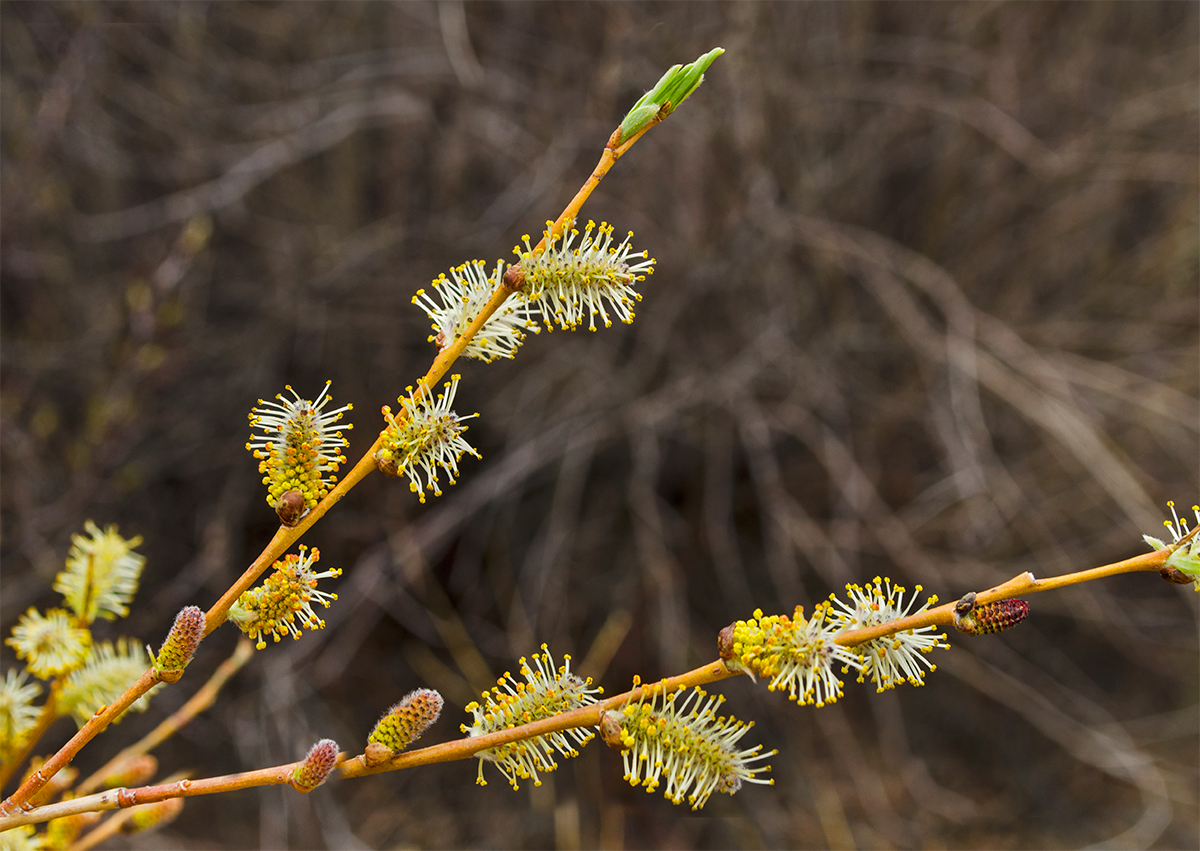 Image of Salix vinogradovii specimen.