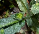 Anchusa aegyptiaca