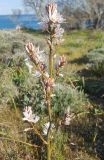 Asphodelus ramosus