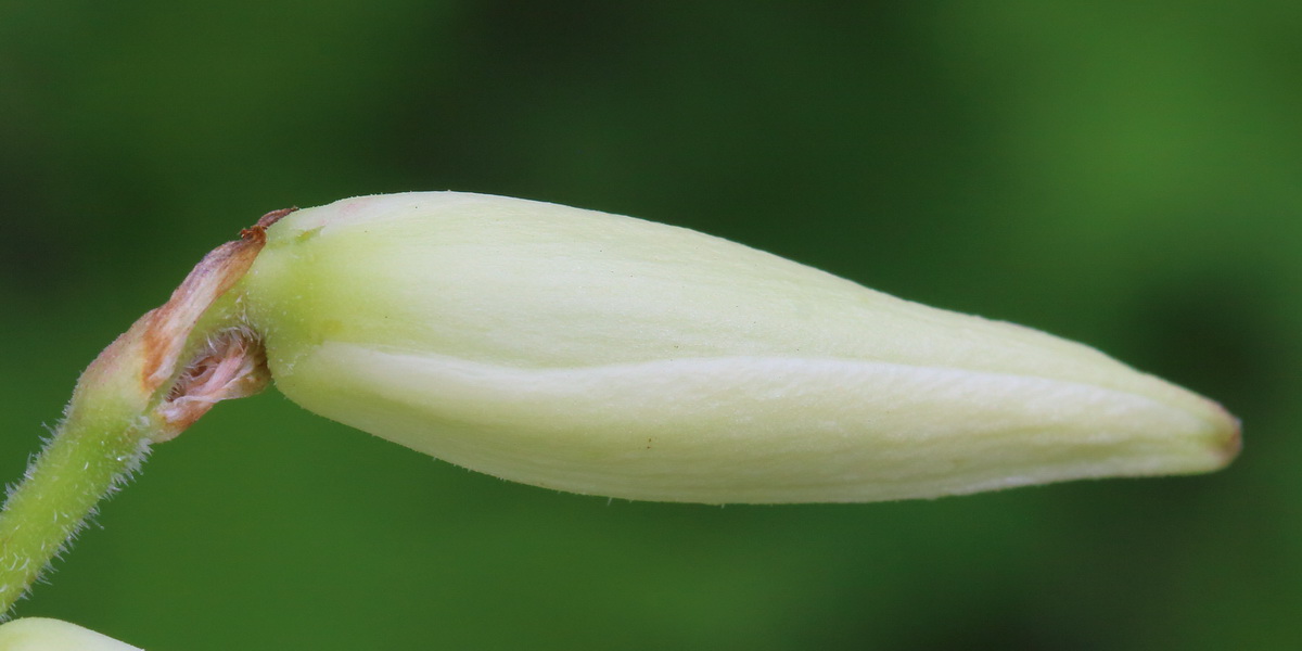 Image of Yucca filamentosa specimen.