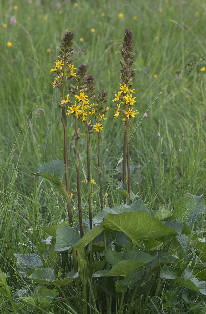 Изображение особи Ligularia subsagittata.