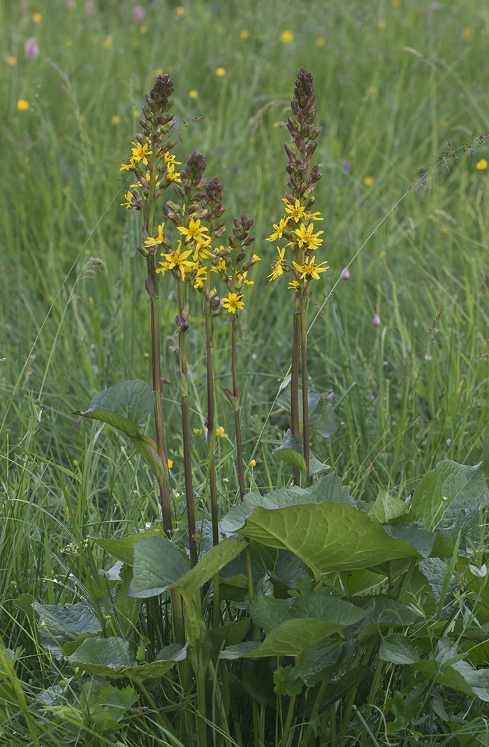 Image of Ligularia subsagittata specimen.