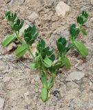 Zygophyllum lehmannianum. Плодоносящее растение. Узбекистан, Ферганская обл., горы Кампиркок, глинистый склон, пестроцветы. 19.05.2021.