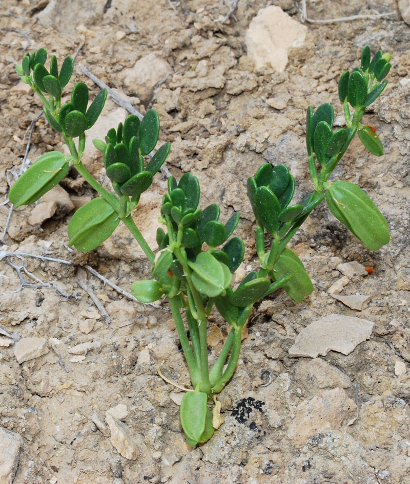 Image of Zygophyllum lehmannianum specimen.