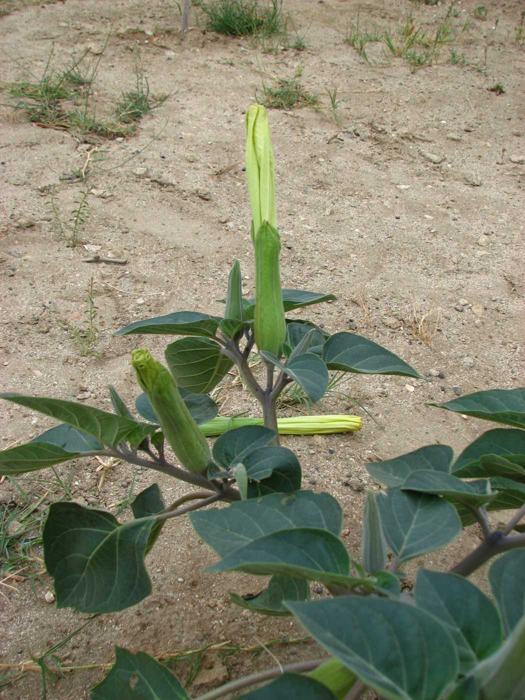 Image of Datura innoxia specimen.