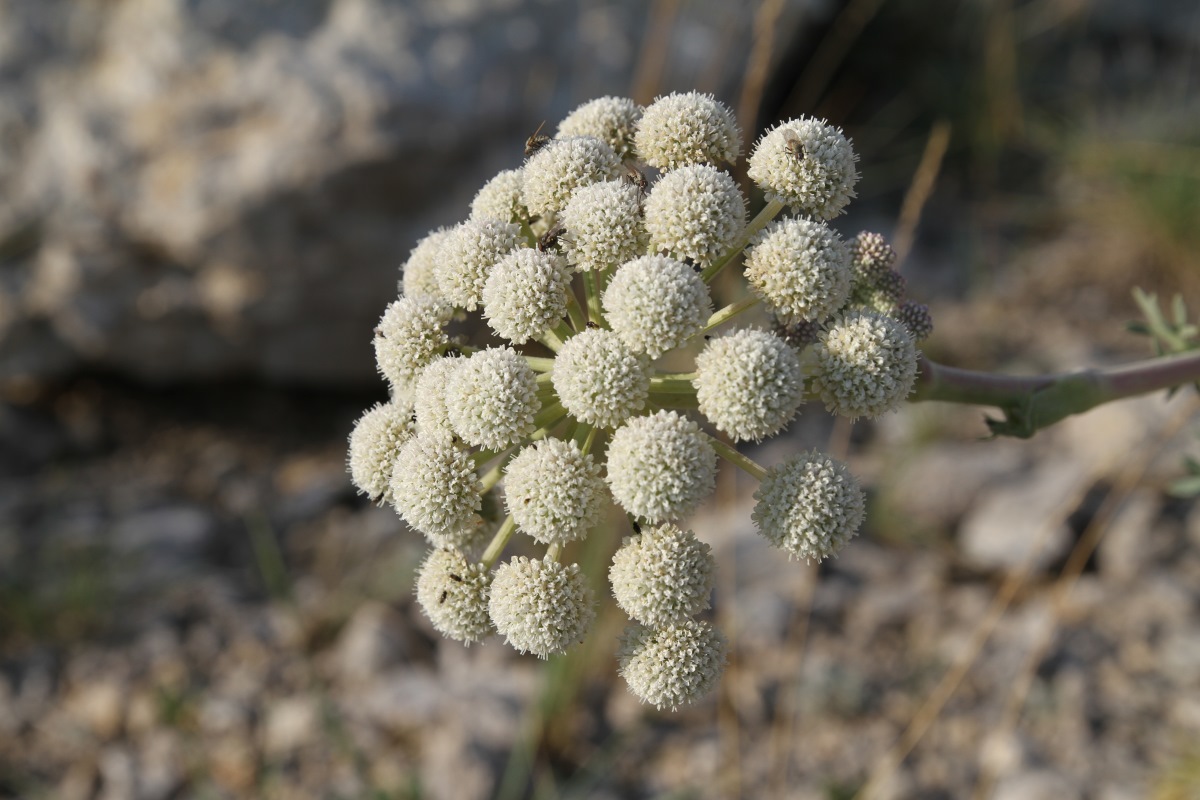 Image of Seseli gummiferum specimen.