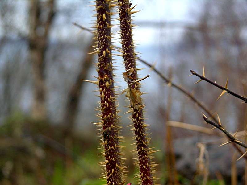 Image of Rosa amblyotis specimen.