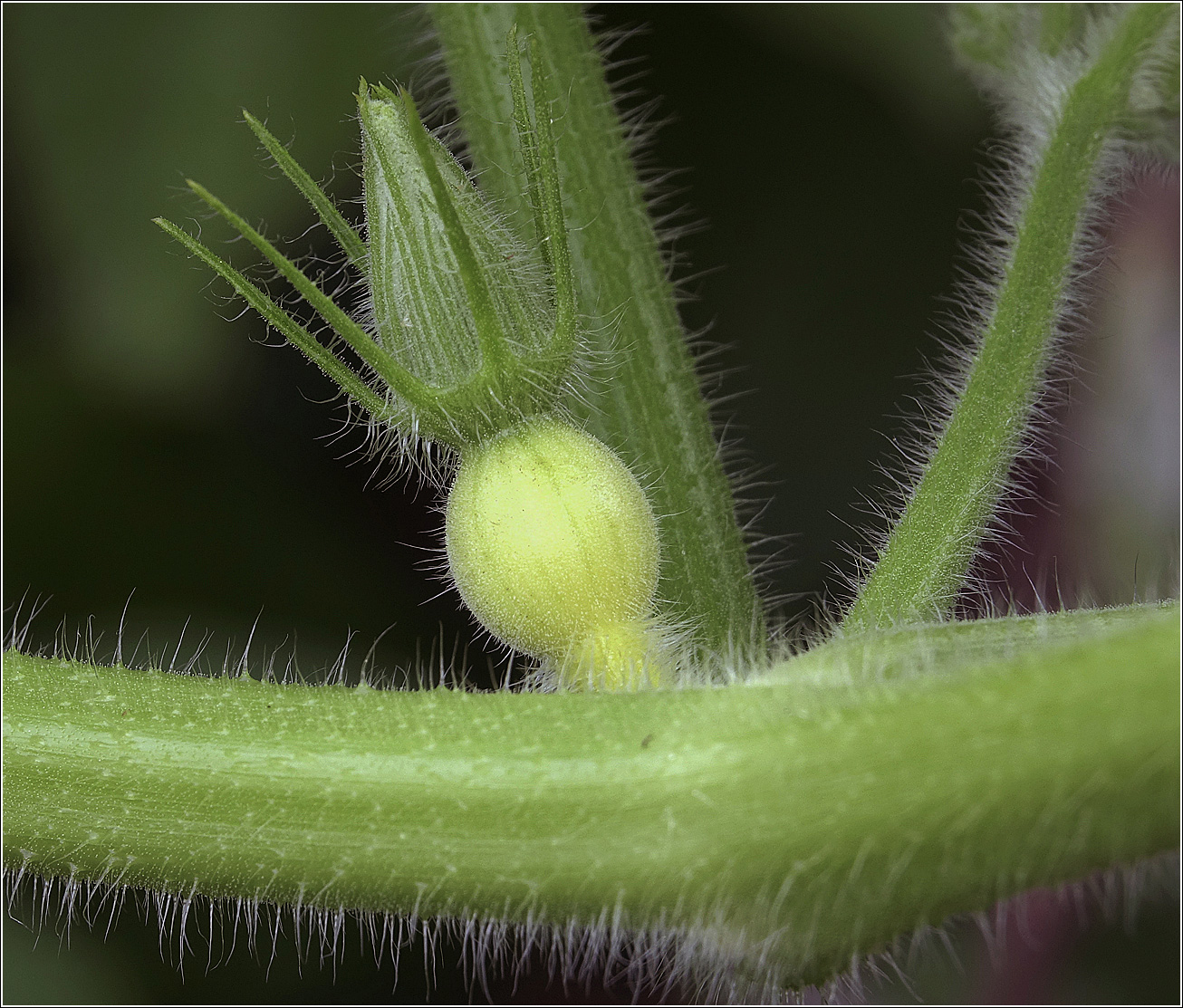 Изображение особи Cucurbita maxima.