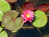 Nymphaea × marliacea. Цветок и плавающие листья. Абхазия, г. Сухум, Сухумский ботанический сад, в культуре. Июль 2021 г.