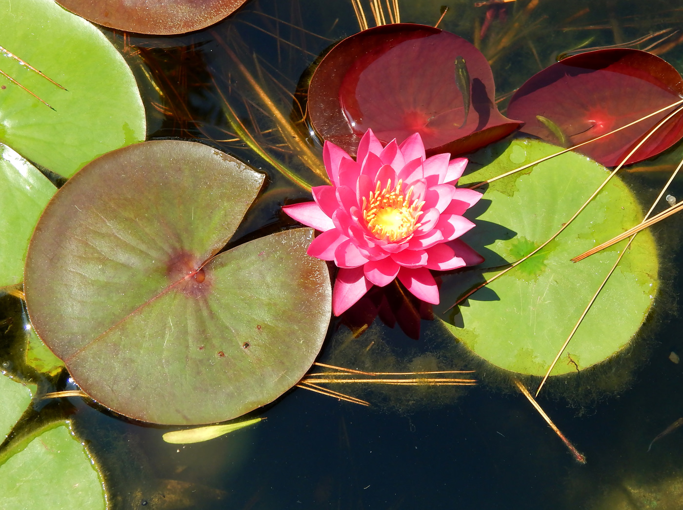 Изображение особи Nymphaea &times; marliacea.